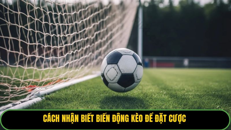 Cách nhận biết biến động kèo để đặt cược 